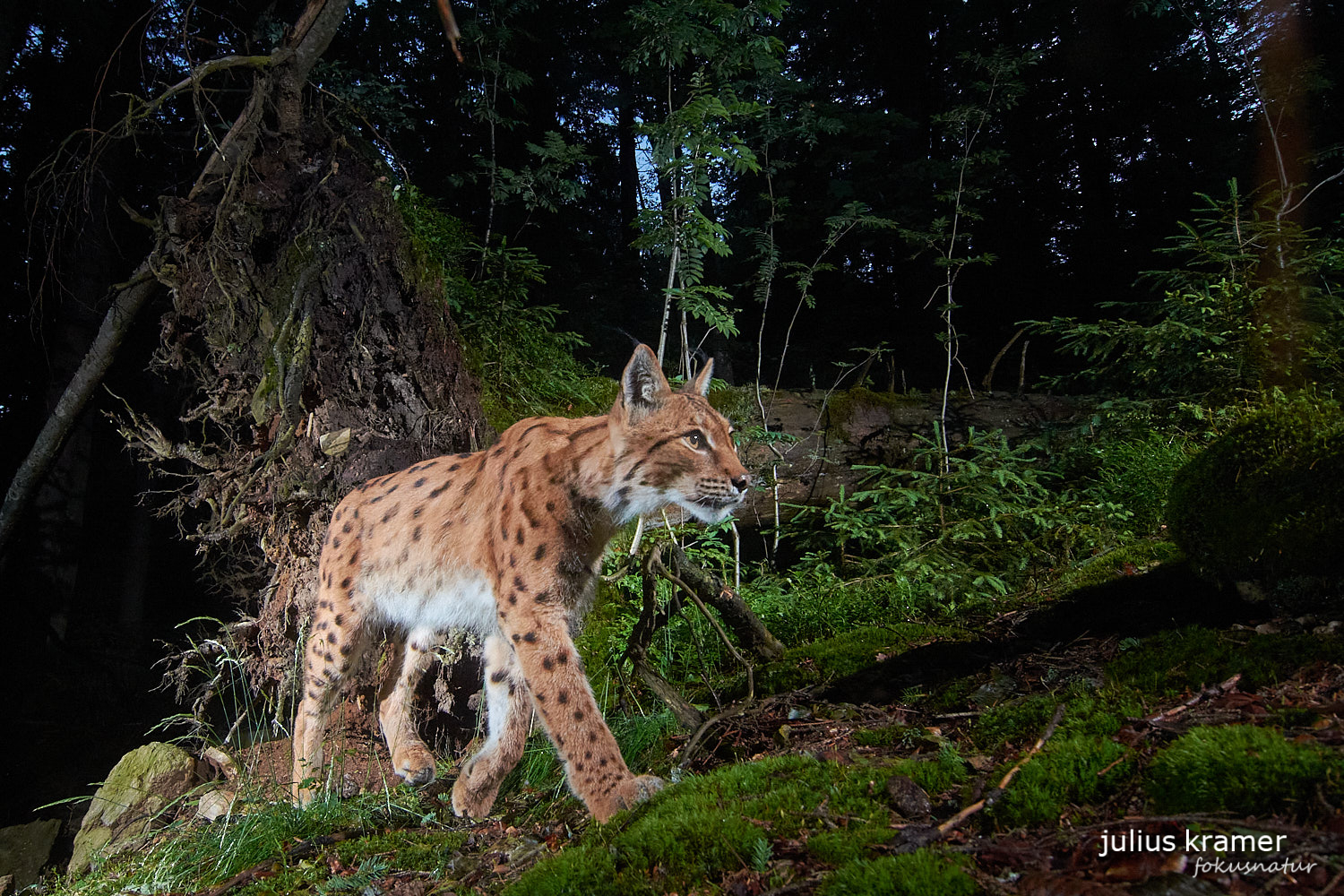 Luchsmännchen durchstreift sein Revier