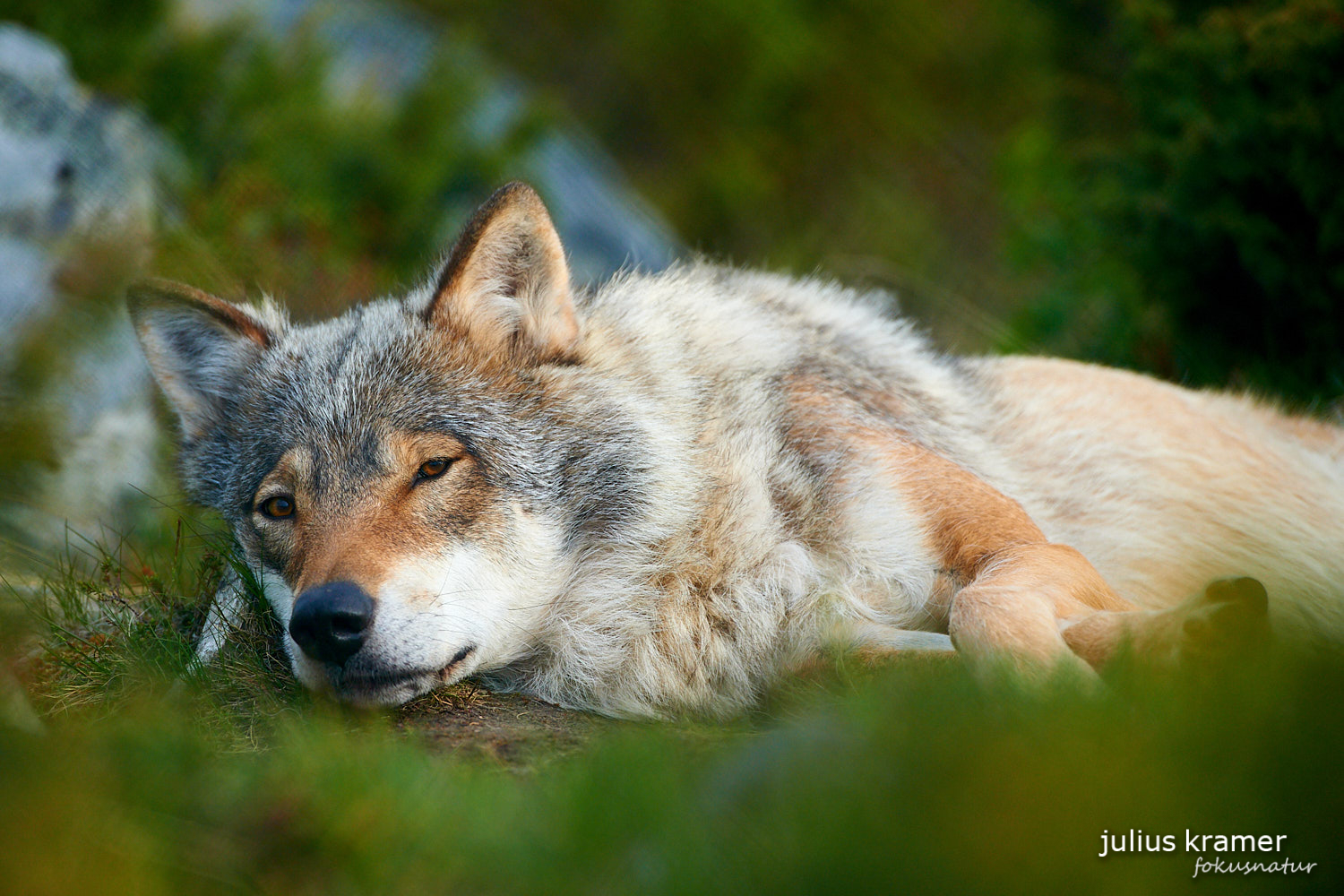 Europäischer Wolf (Canis lupus)