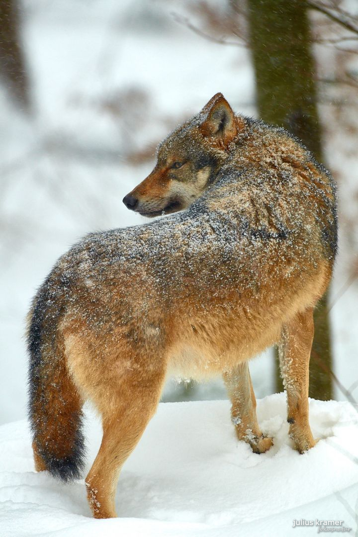 Europäischer Wolf (Canis lupus)