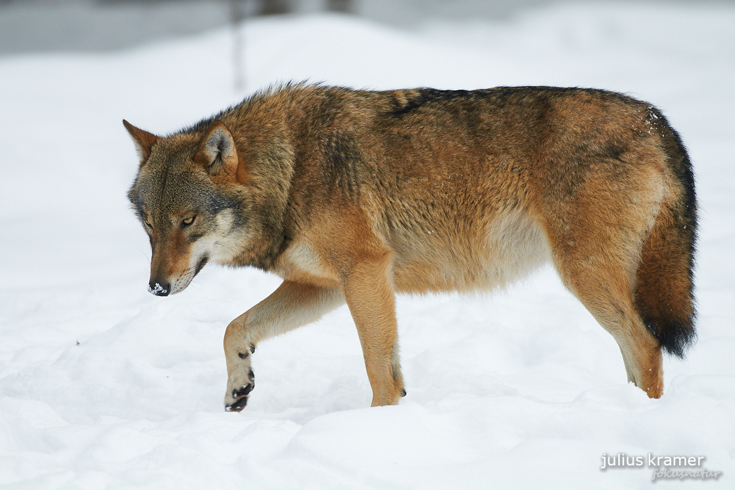 Europäischer Wolf (Canis lupus)