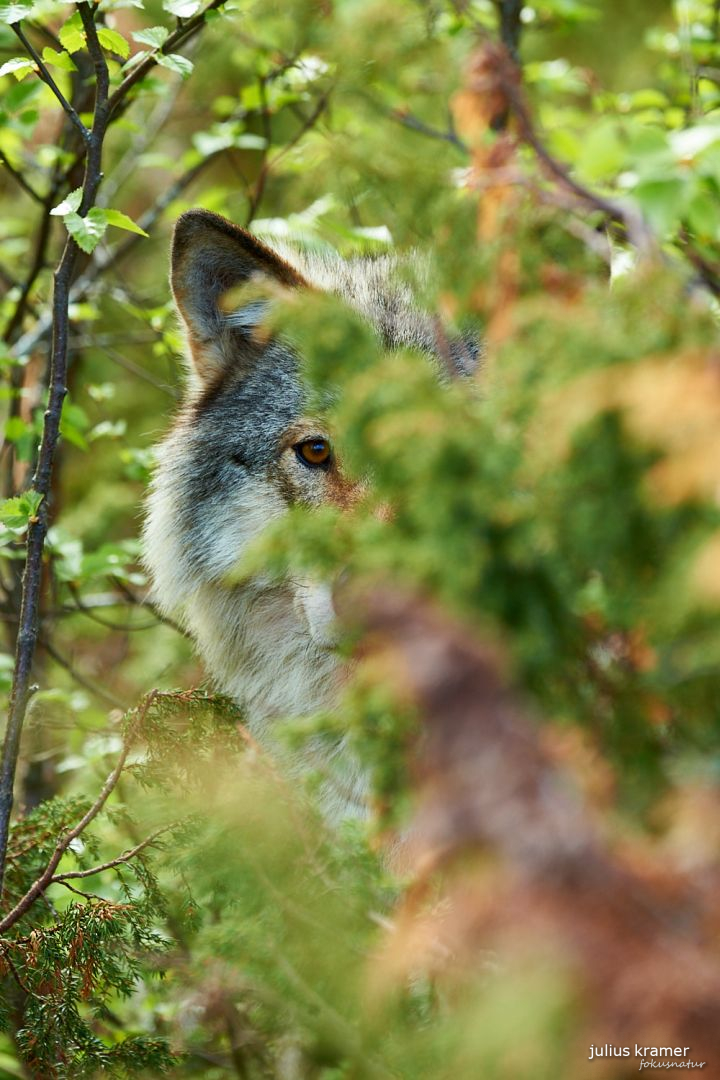 Europäischer Wolf (Canis lupus)