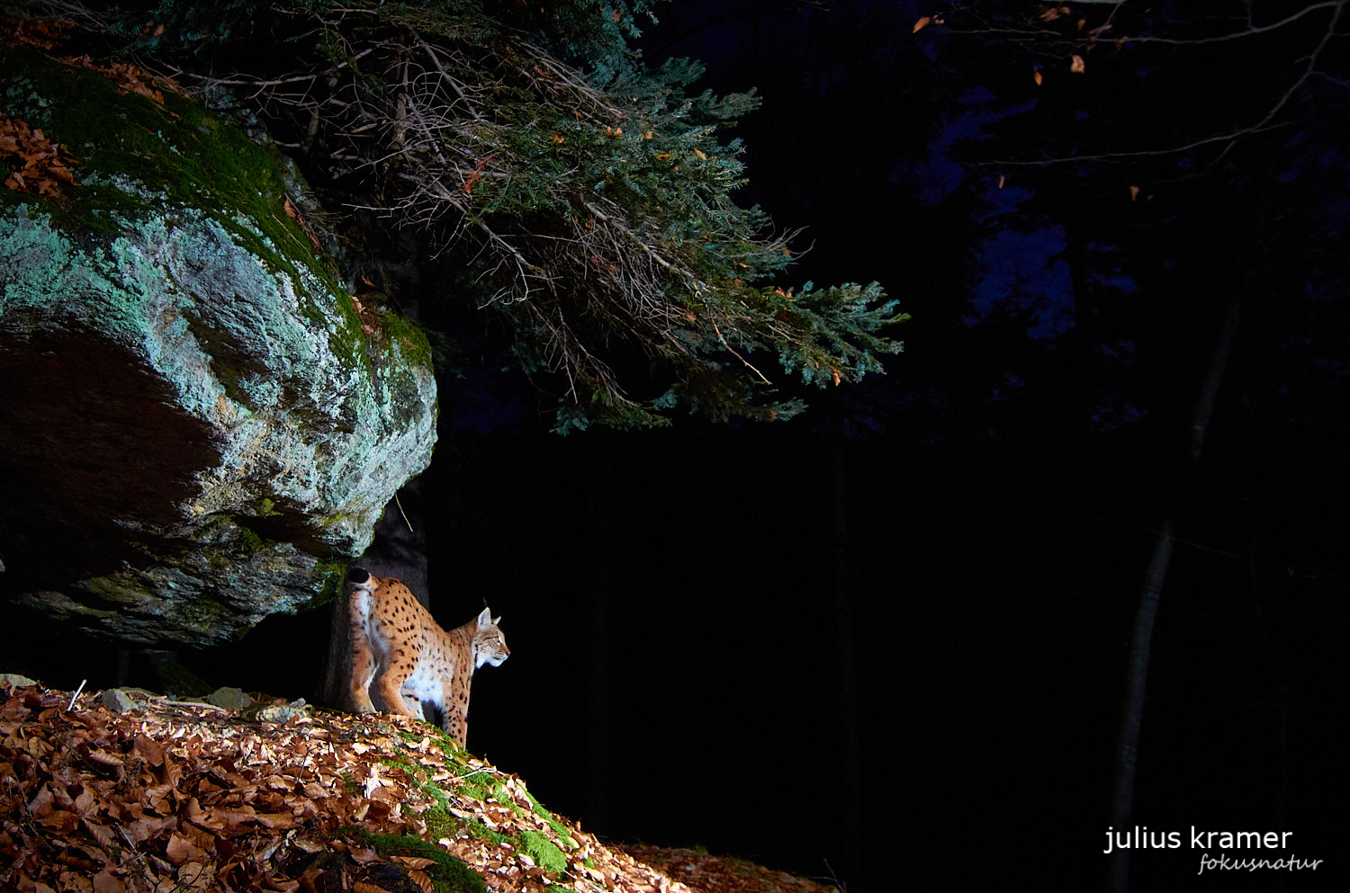 Luchs (Lynx lynx)