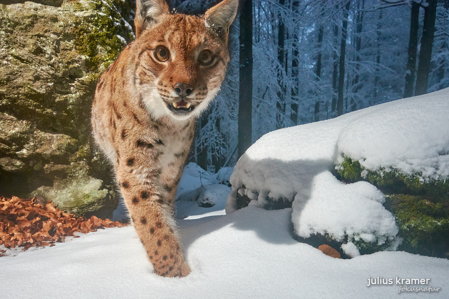 Luchs (Lynx lynx)