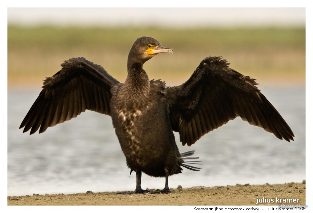 Kormoran (Phalacrocorax carbo)