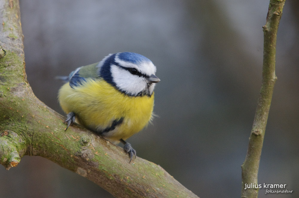 Blaumeise (Parus caeruleus)