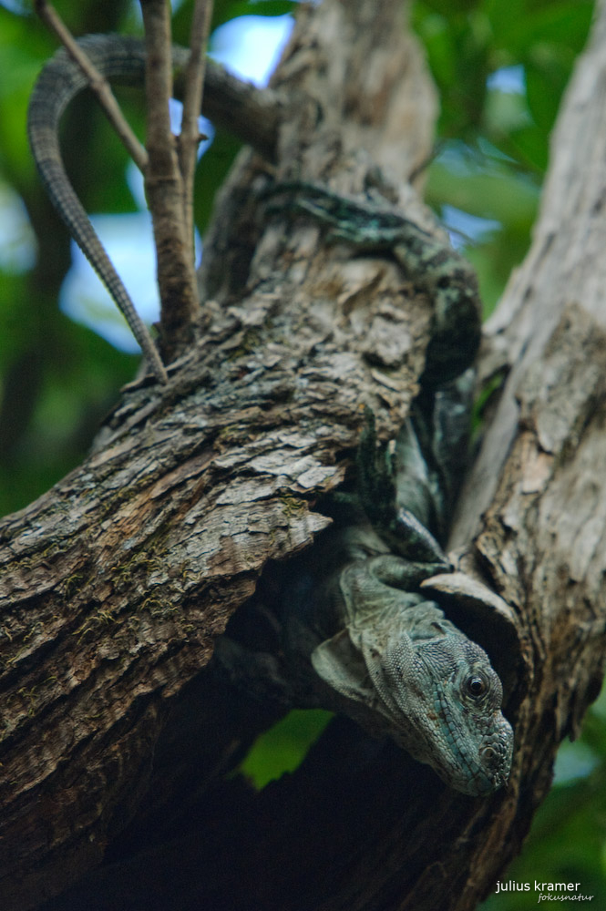 Utila-Leguan - Ctenosaura bakeri_2