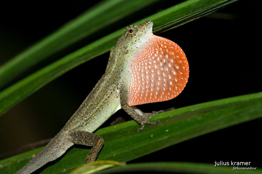 BICA-Anolis - Norops bicaorum_2