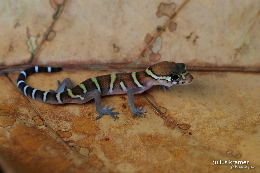 Gebänderter Lidgecko (Coleonyx mitratus)