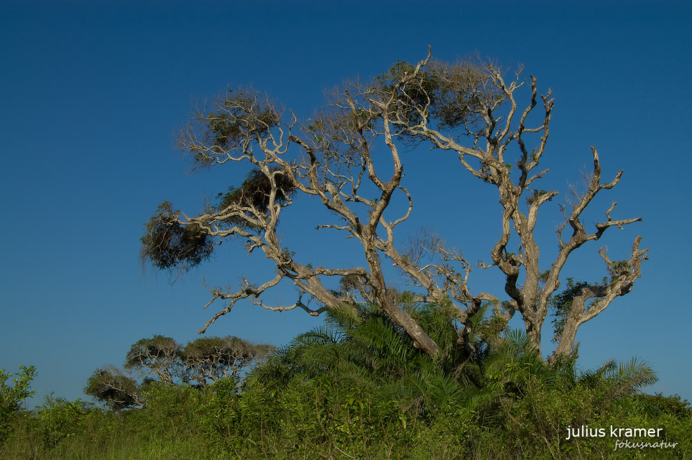 Baum in Cuero y Salado