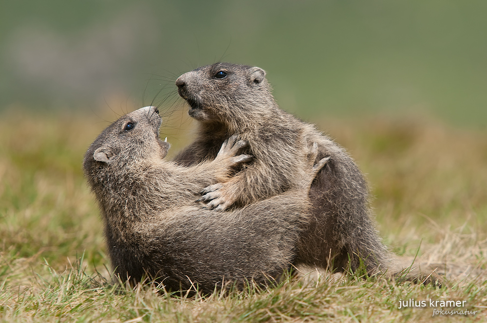 Spielende Murmeltiere (Marmota marmota)