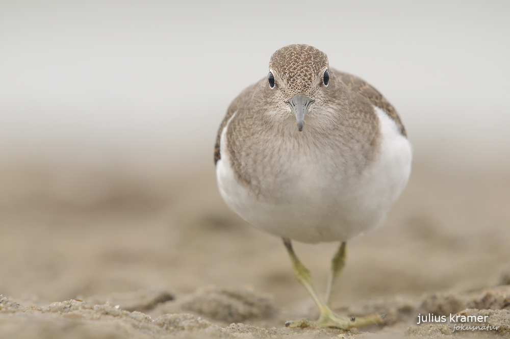 Flussuferläufer (Acitis hypoleucos)