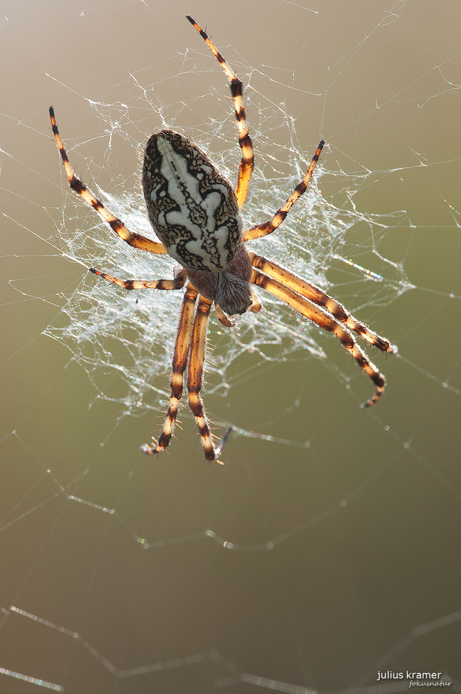 Eichblatt-Radspinne (Aculepeira cerepegia)