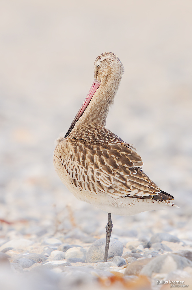 Pfuhlschnepfe (Limosa lapponica)