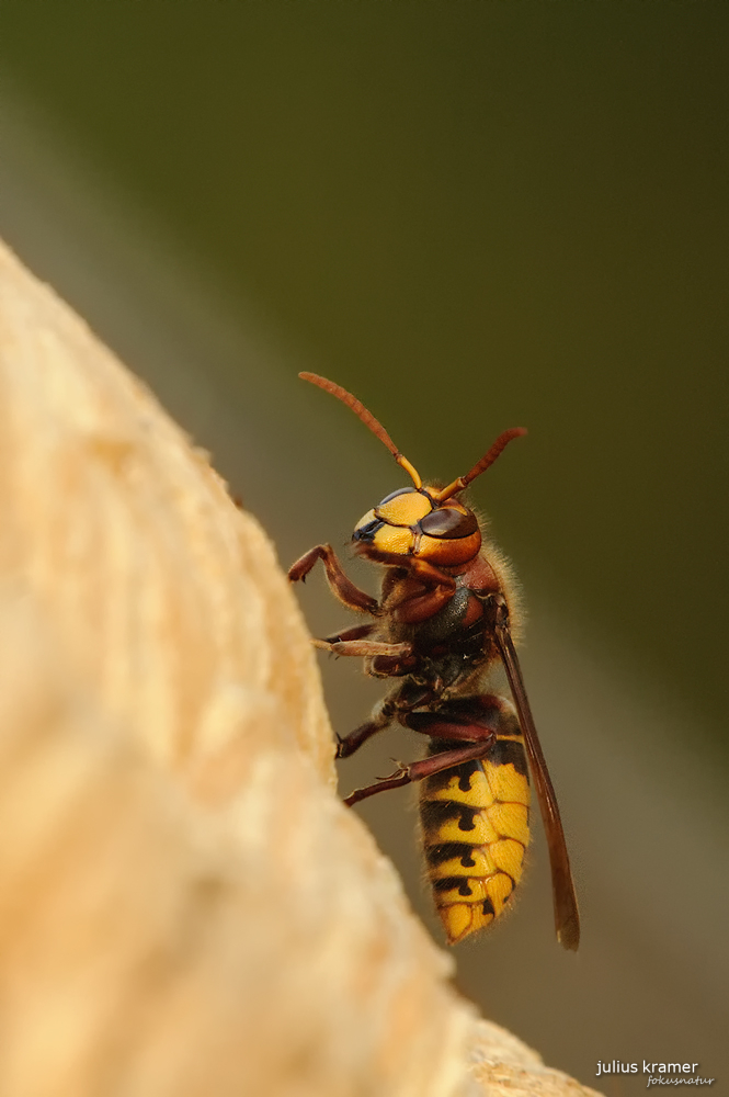 Hornisse (Vespa crabro)