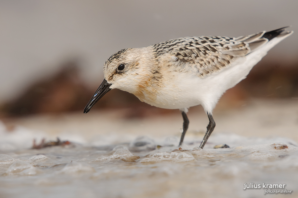 Sanderling (Calidris alba) im Schlichtkleid