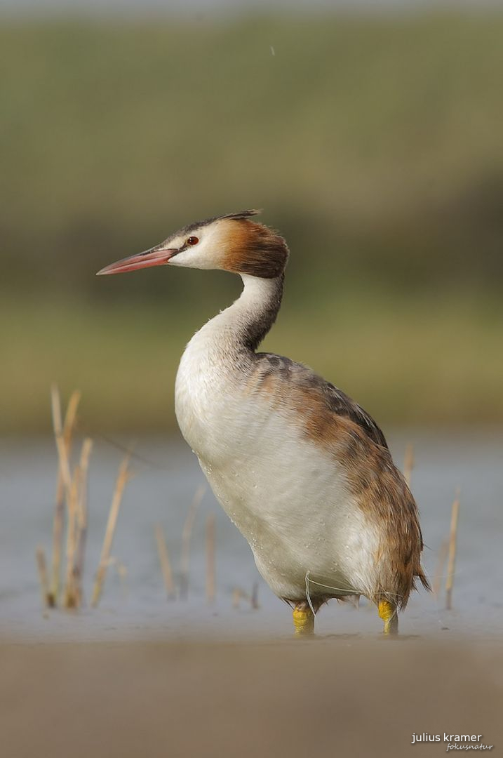 Haubentaucher (Podiceps cristatus)