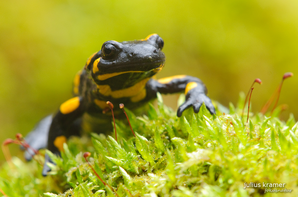 Feuersalamander (Salamandra salamandra)