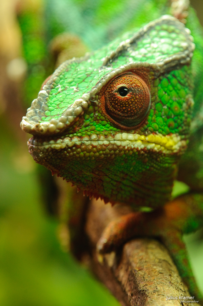 Pantherchamäleon (Furcifer pardalis)