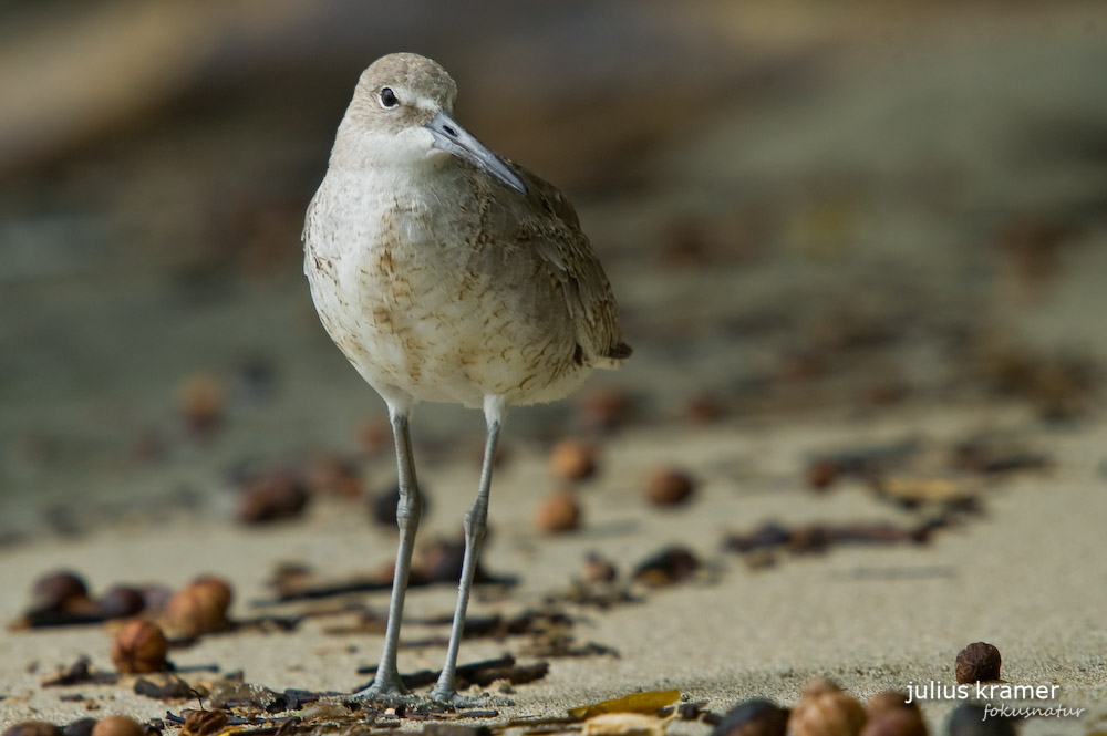 Schlammtreter (Tringa semipalmatus)