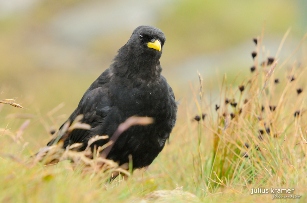 Alpendohle (Pyrrhocorax graculus)