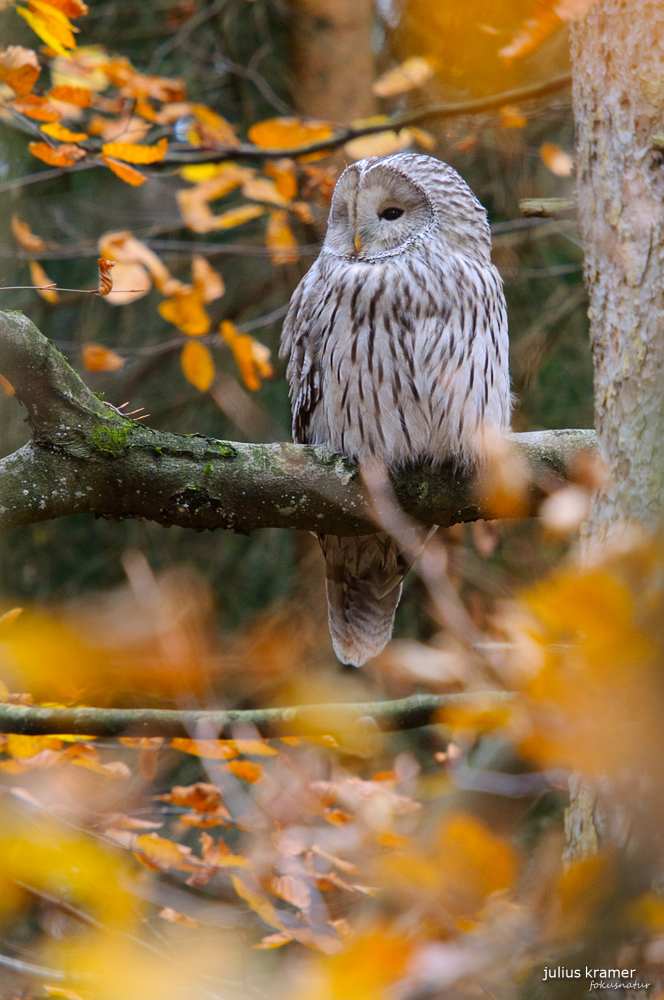 Habichtskauz im Herbst