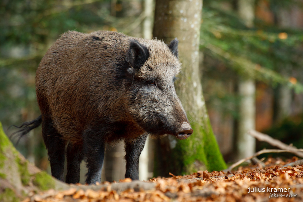 Wildschwein (Sus scrofa)