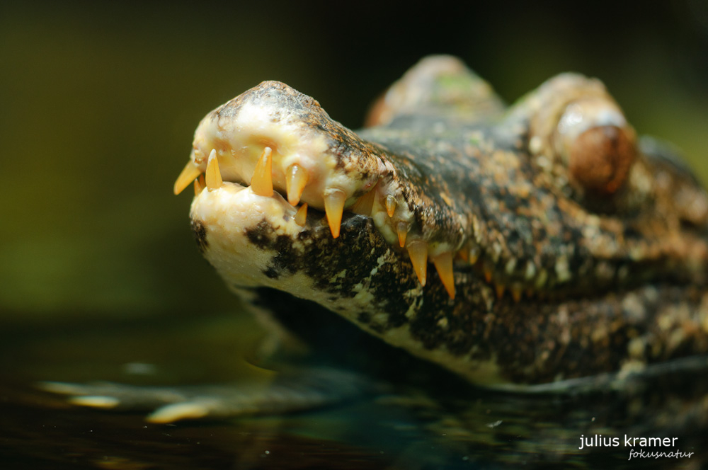 Brauen-Glattstirnkaiman (Paleosuchus palpebrosus)