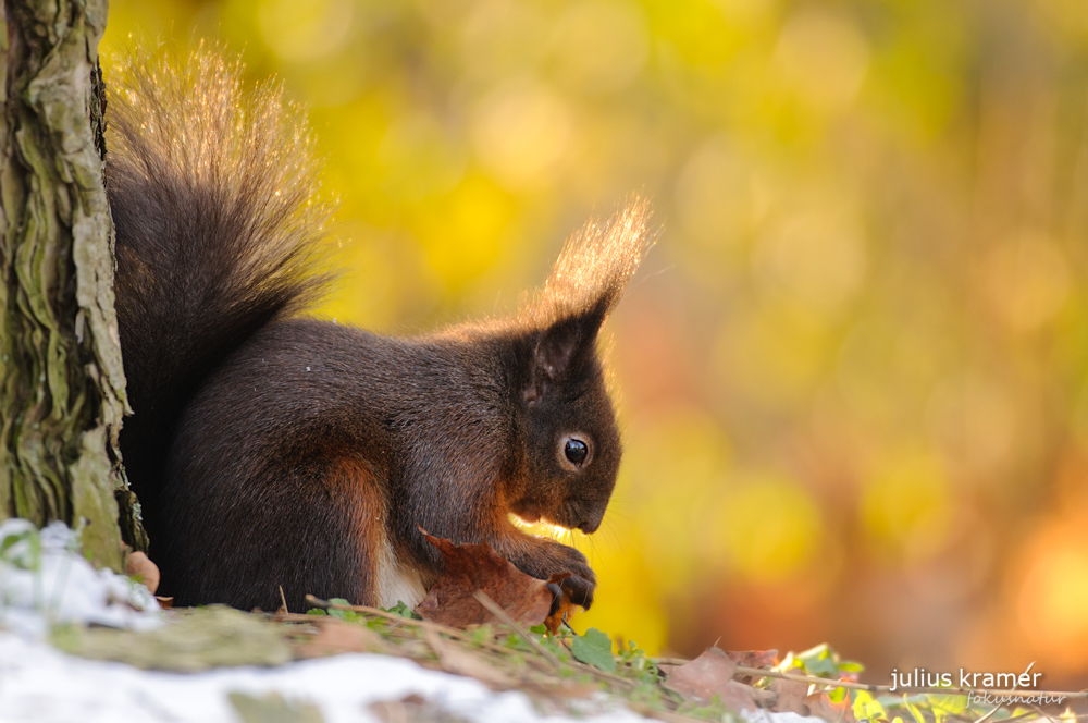 Eichhörnchen (Sciurus vulgaris)