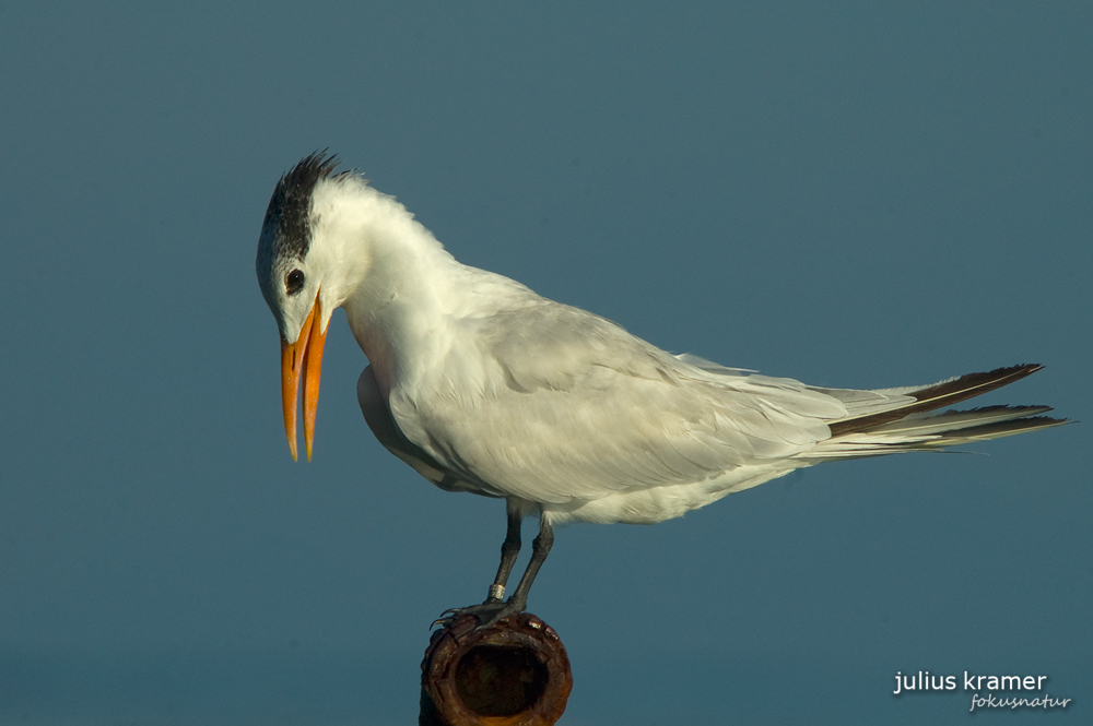 Königsseeschwalbe (Sterna maxima)