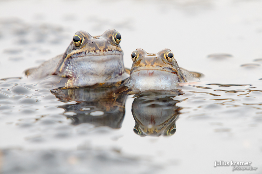 Grasfrosch (Rana temporaria)