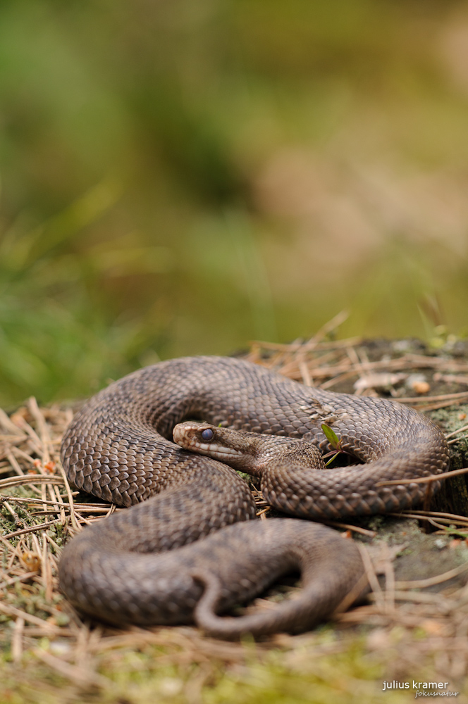 Kreuzotterweibchen (Vipera berus)