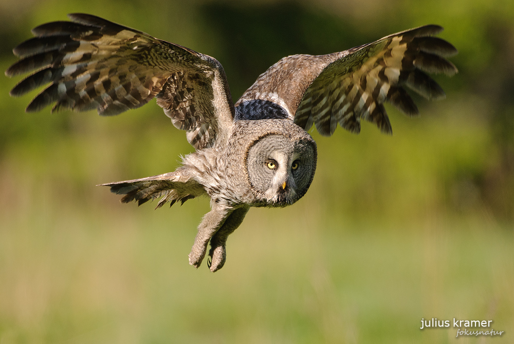 Bartkauz (Strix nebulosa)