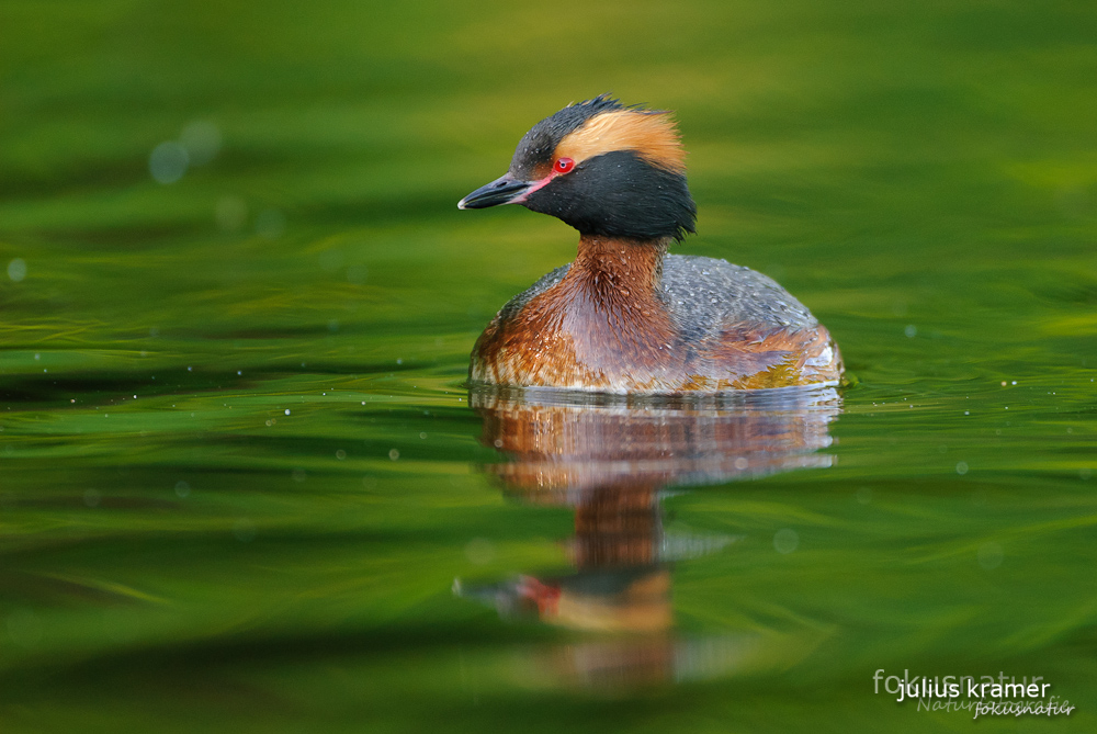 Ohrentaucher (Podiceps auritus)