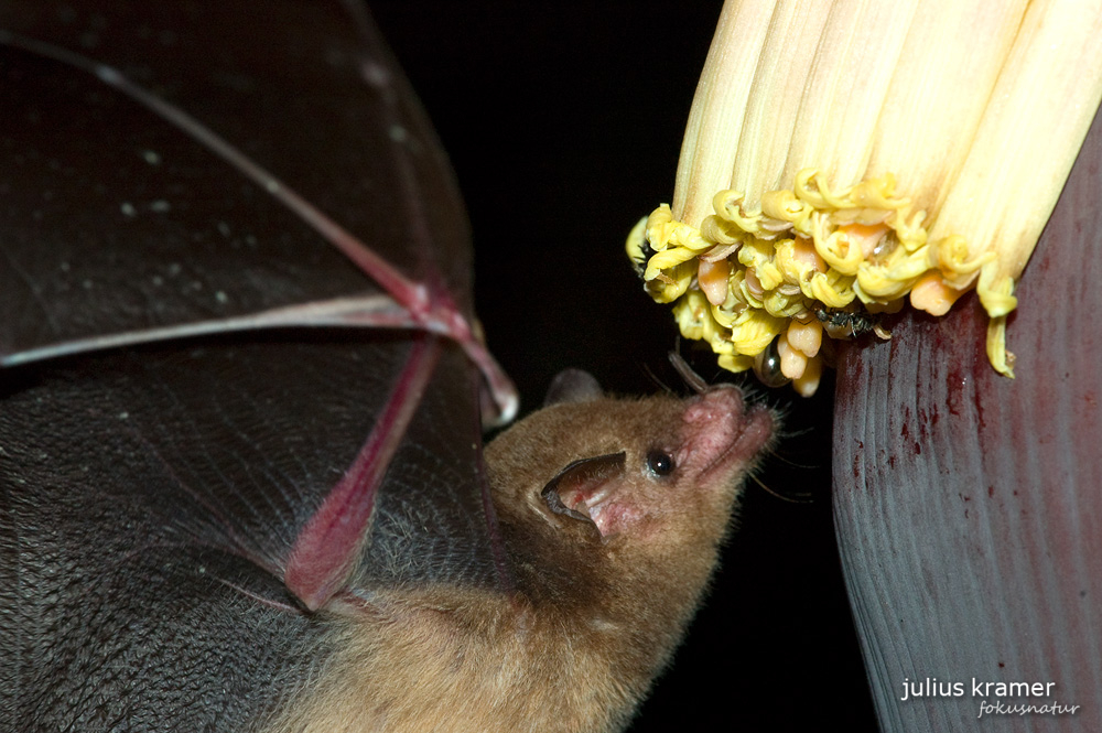 Langzungenfledermaus (Glossophaga soricina)