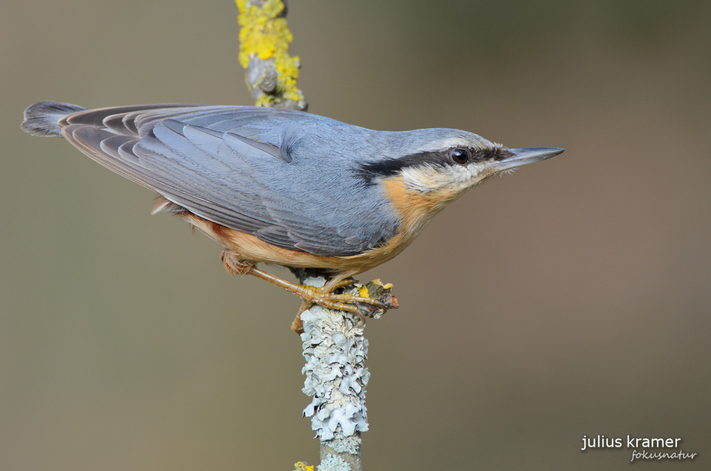 Kleiber (Sitta europaea)