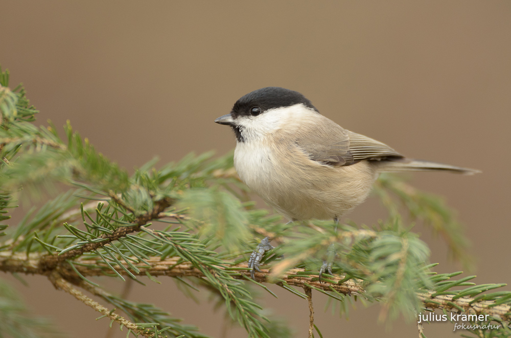 Sumpfmeise (Parus palustris)