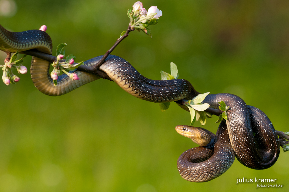 Äskulapnatter [Zamenis longissimus)