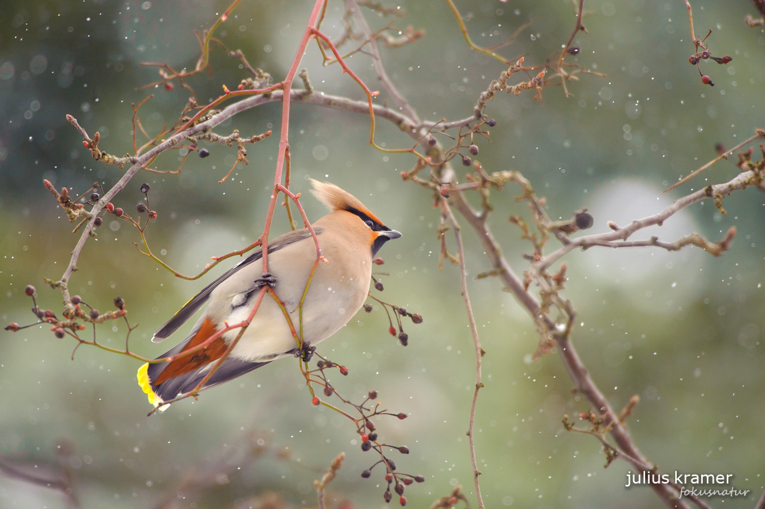 Seidenschwanz (Bombycilla garrulus)