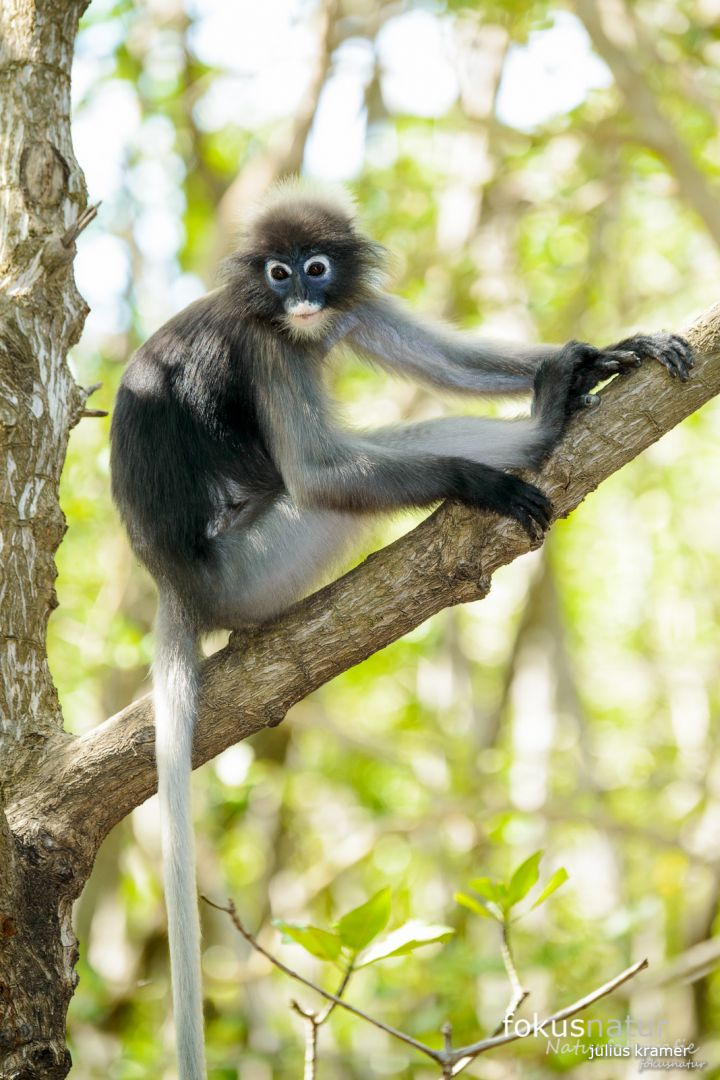 Südlicher Brillenlangur (Trachypithecus obscurus)