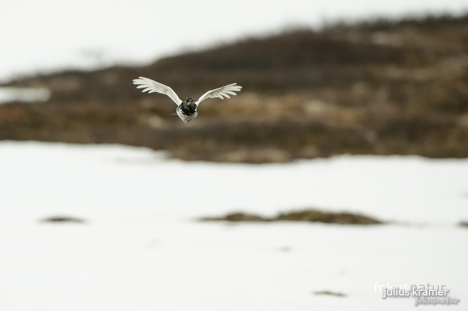 Alpenschneehuhn (Lagopus mutus)