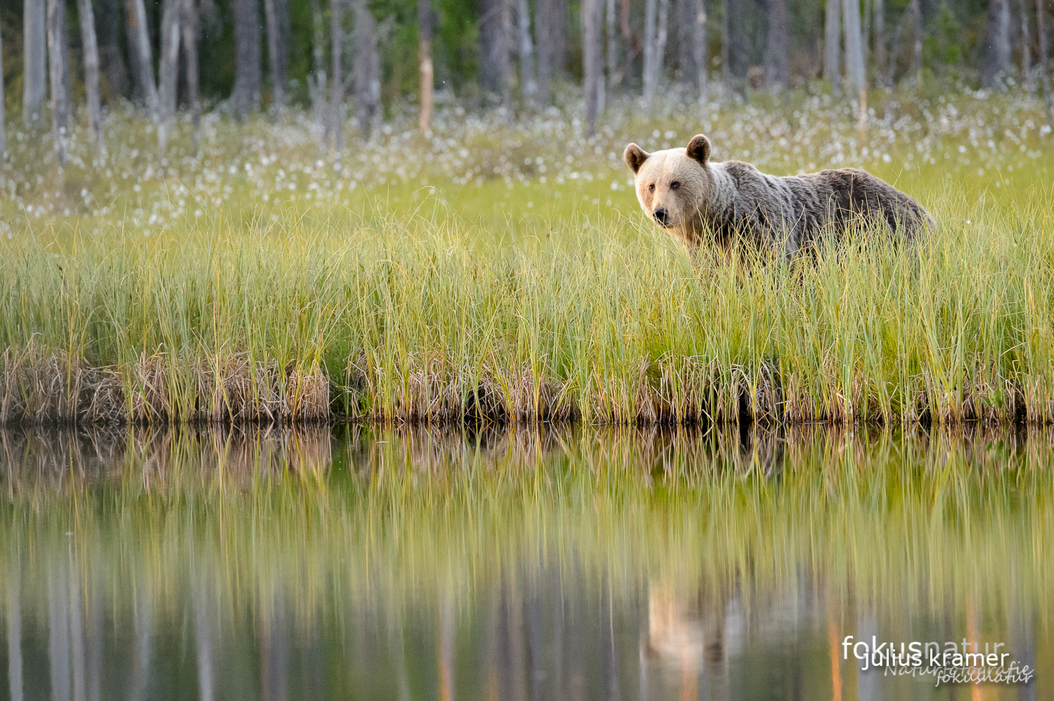 Wilder Braunbär (Ursos arctos)