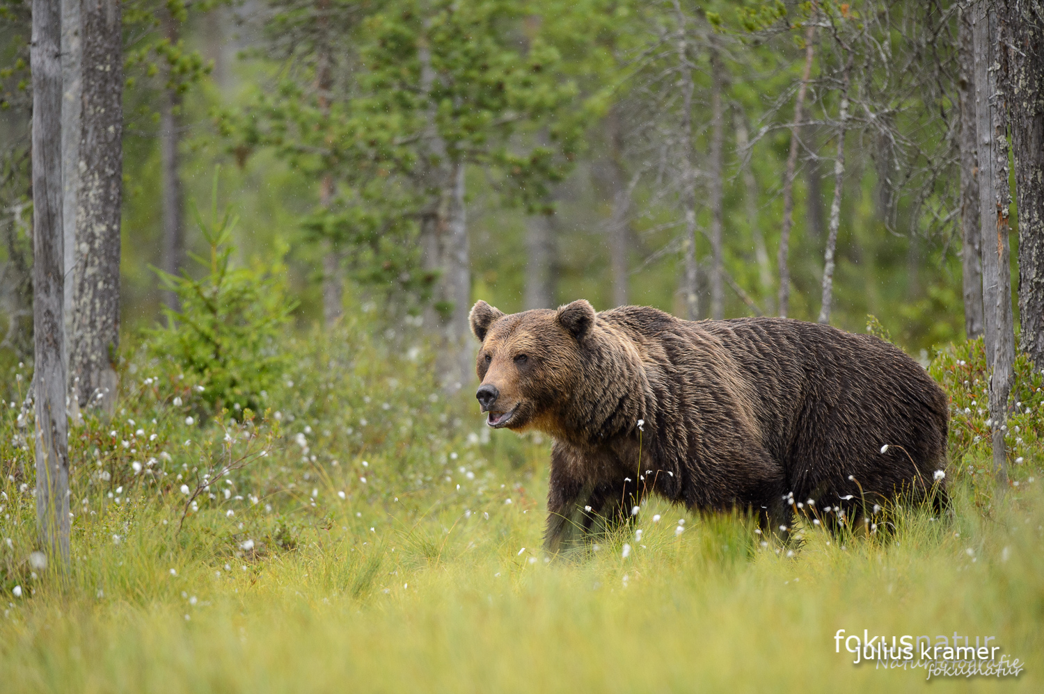 Wilder Braunbär (Ursos arctos)