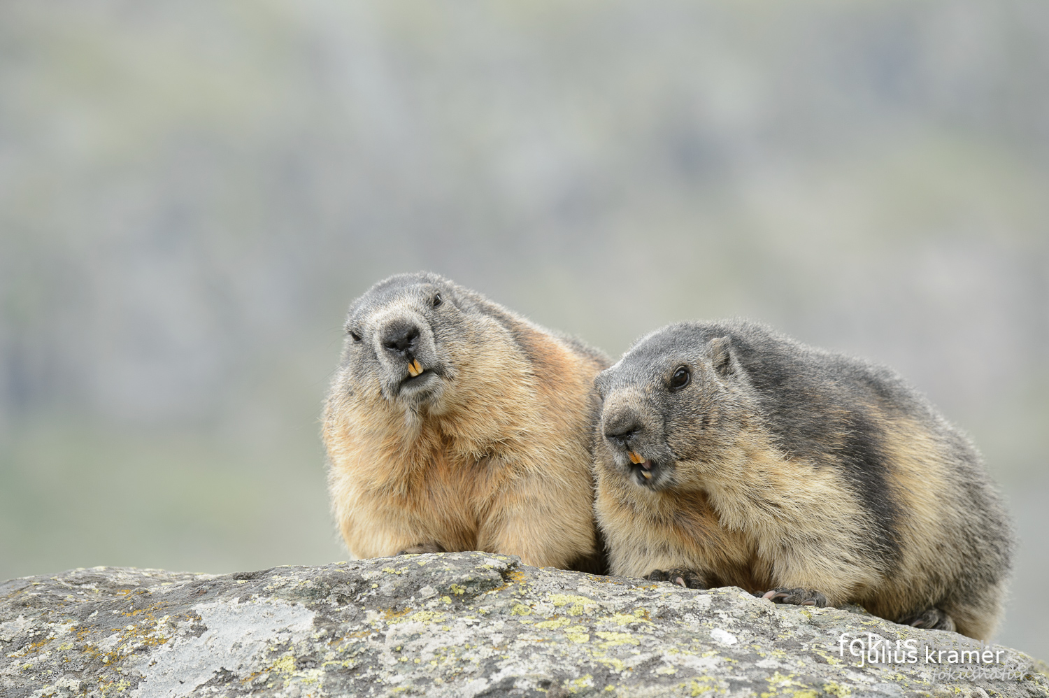 Murmeltiere (Marmota marmota)