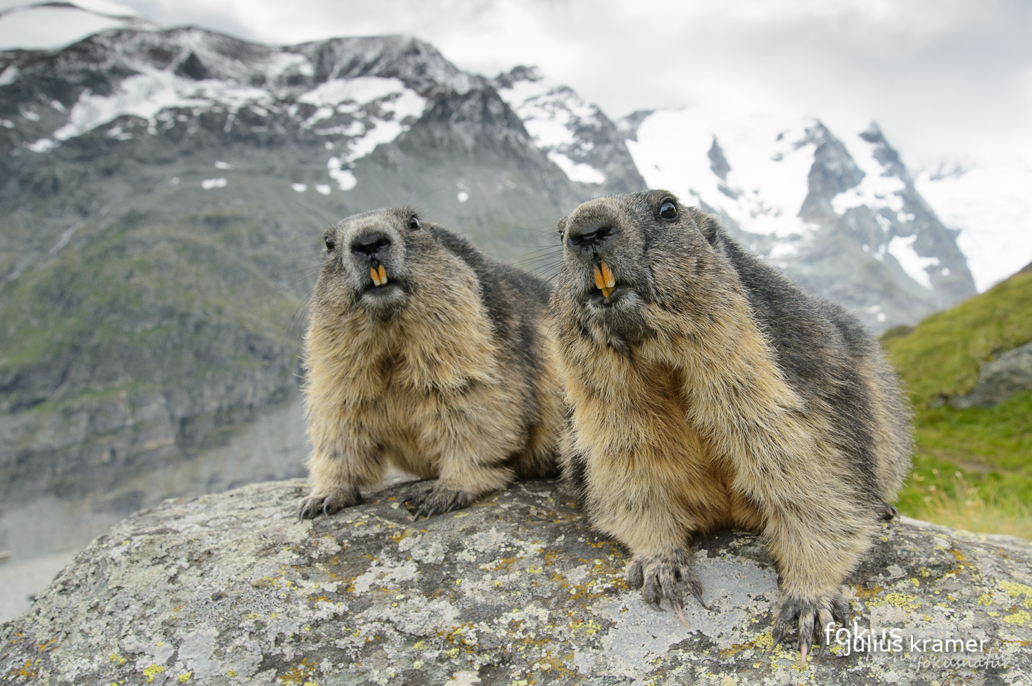 Murmeltiere (Marmota marmota)