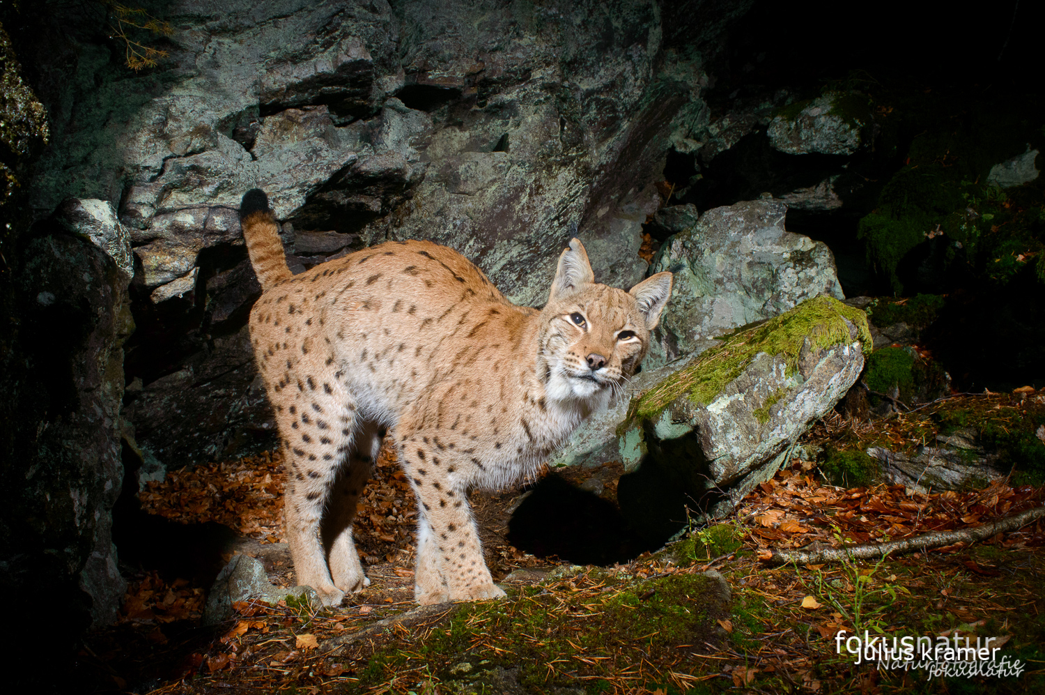 Luchs (Lynx lynx) markiert sein Revier