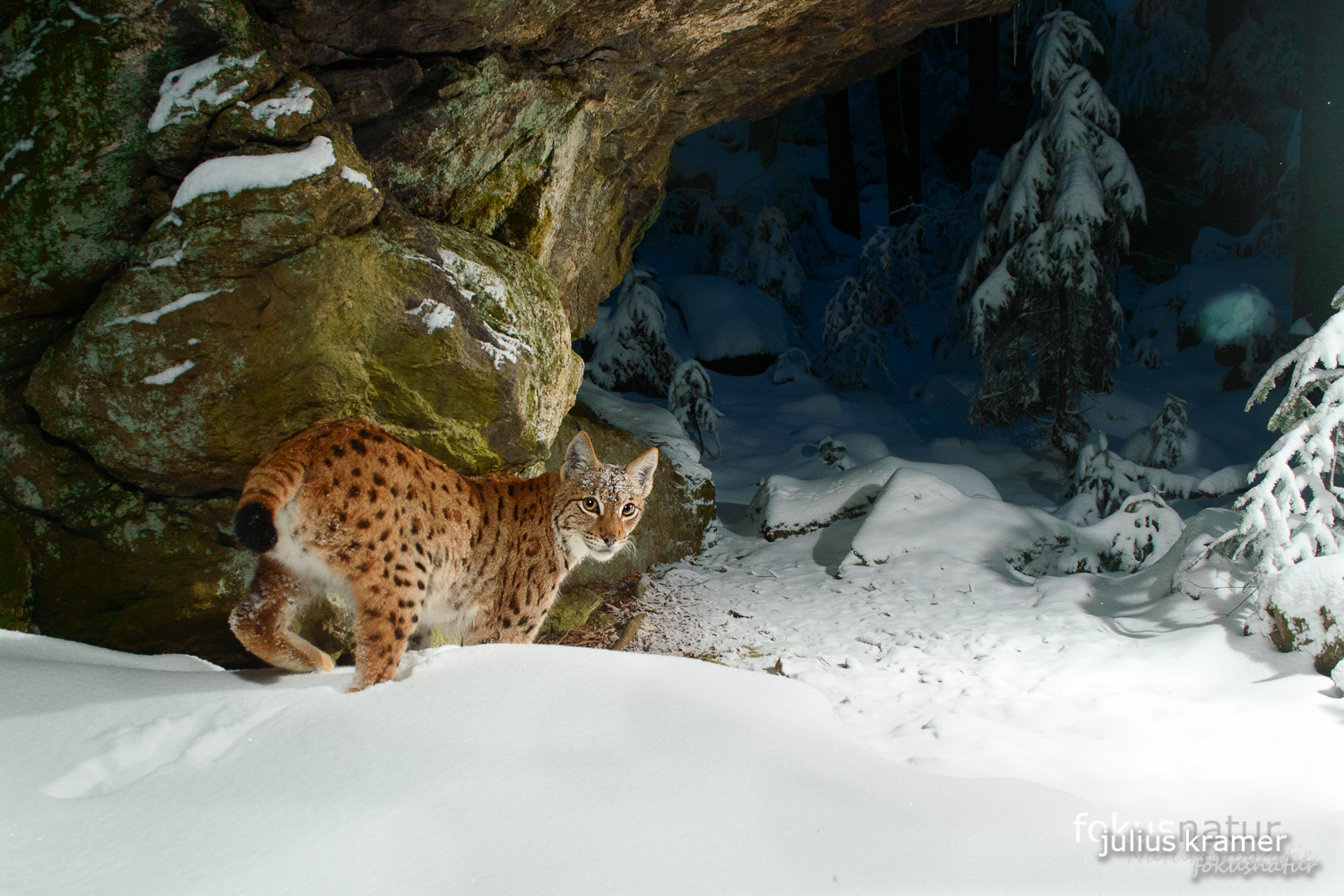 Luchs im Tiefschnee