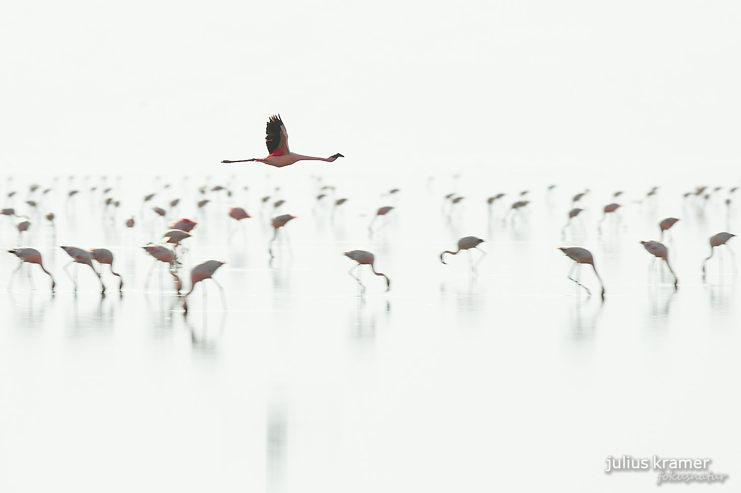 Flamingos am Lake Natron