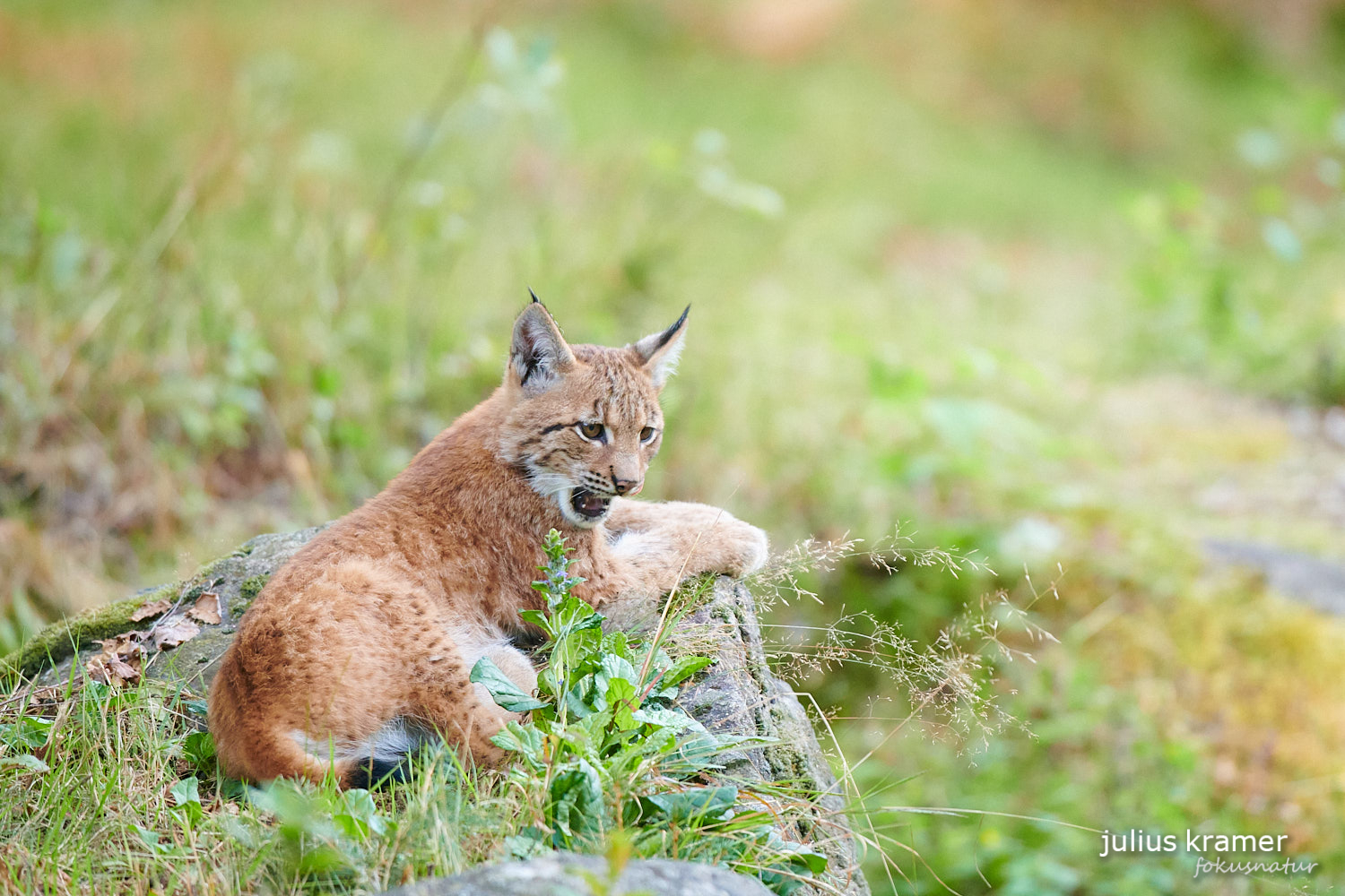 Jungluchs (Lynx lynx)