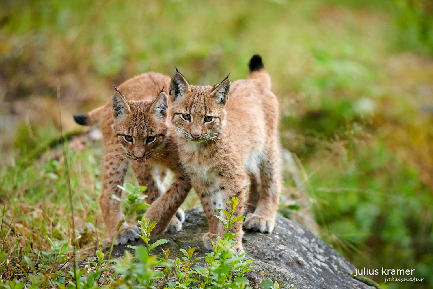 Jungluchse (Lynx lynx)