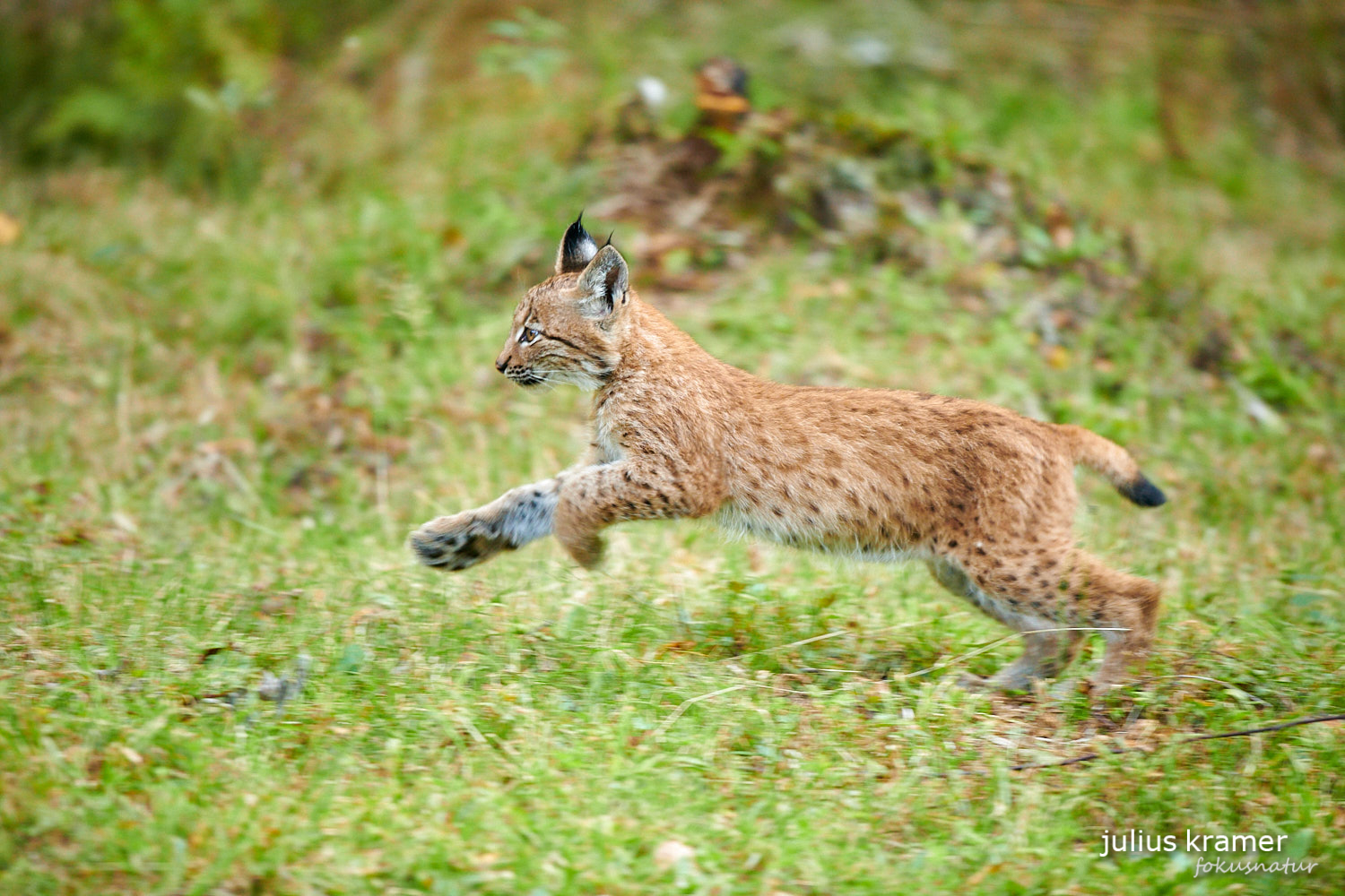 Jungluchs (Lynx lynx)